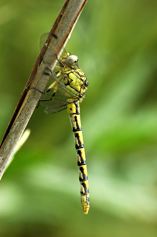 Onychogomphus forcipatus